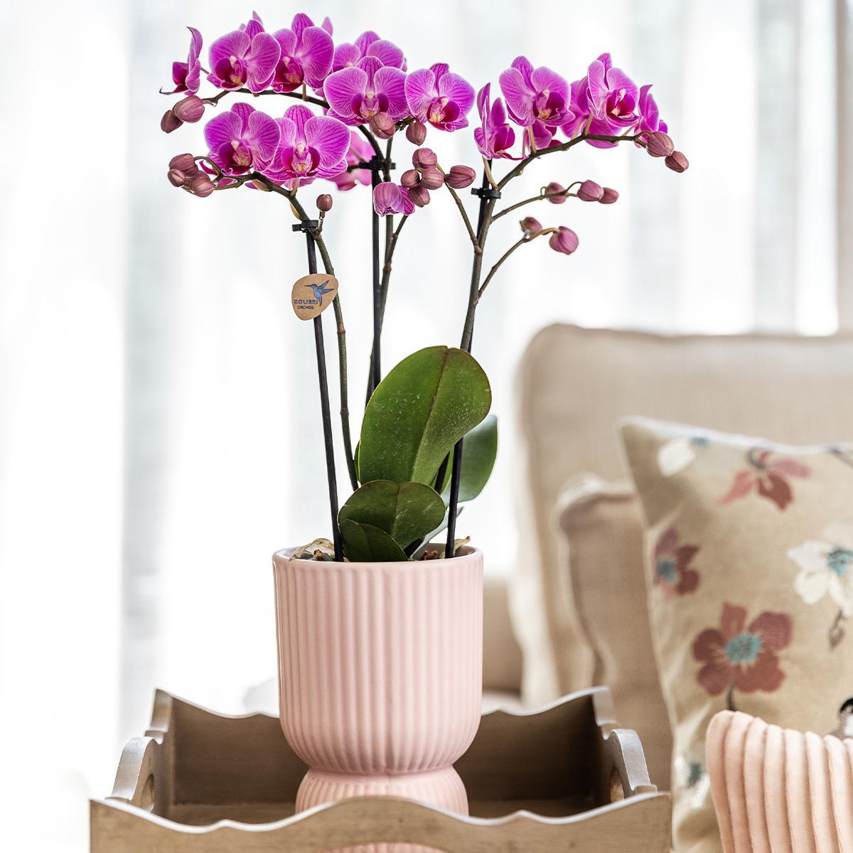 Orchidee | Roze paarse Phalaenopsis orchidee - El Salvador + Diabolo pink - potmaat Ø9cm