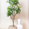 Kunstplant Dracaena - Drakenboom 130 cm - Voor elk interieur