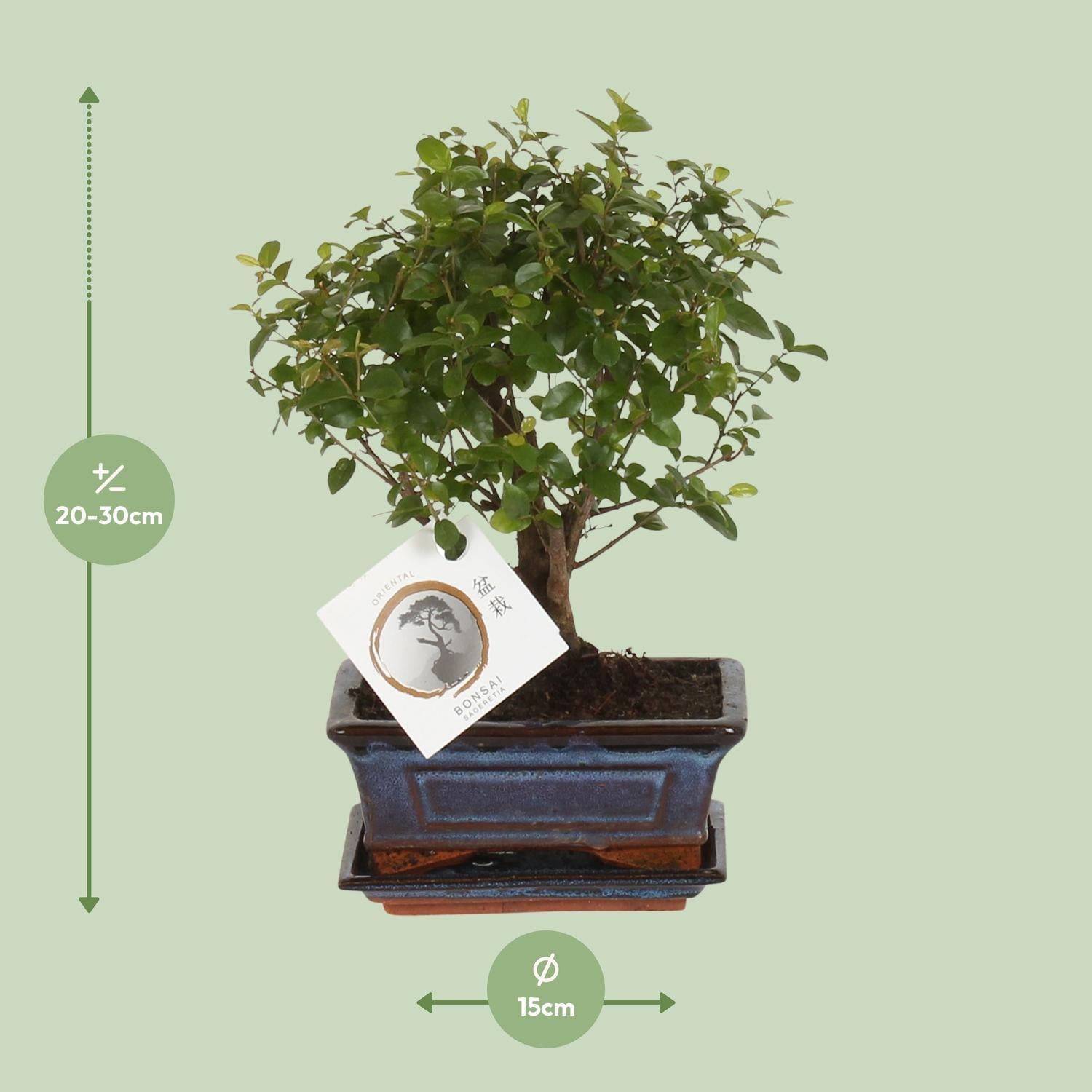 Bonsai Bol Vorm - 30 cm - Ø15 cm | Bonsai kopen