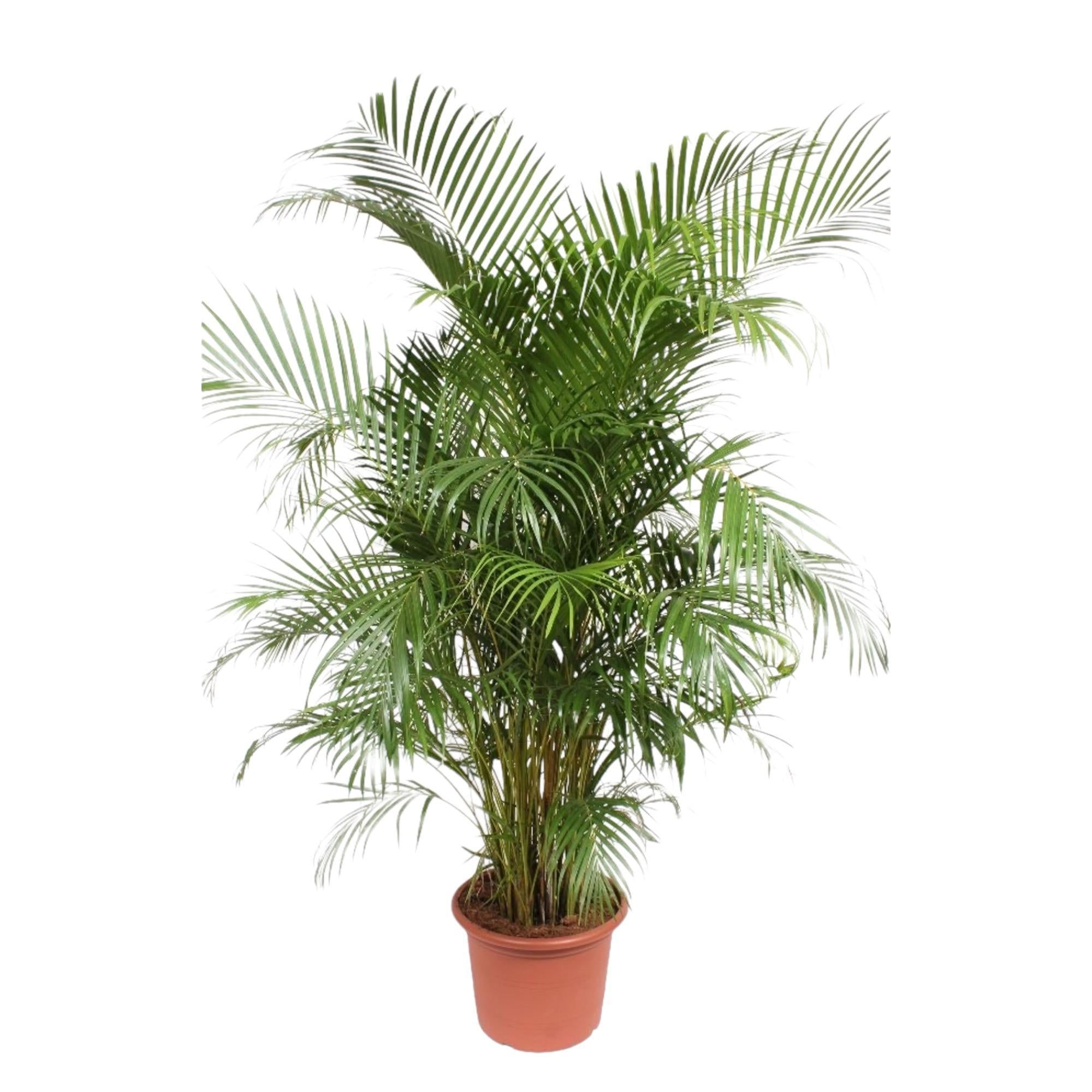 Dypsis Lutescens (Areca Palm) - 240 cm - Luchtzuiverende Goudpalm