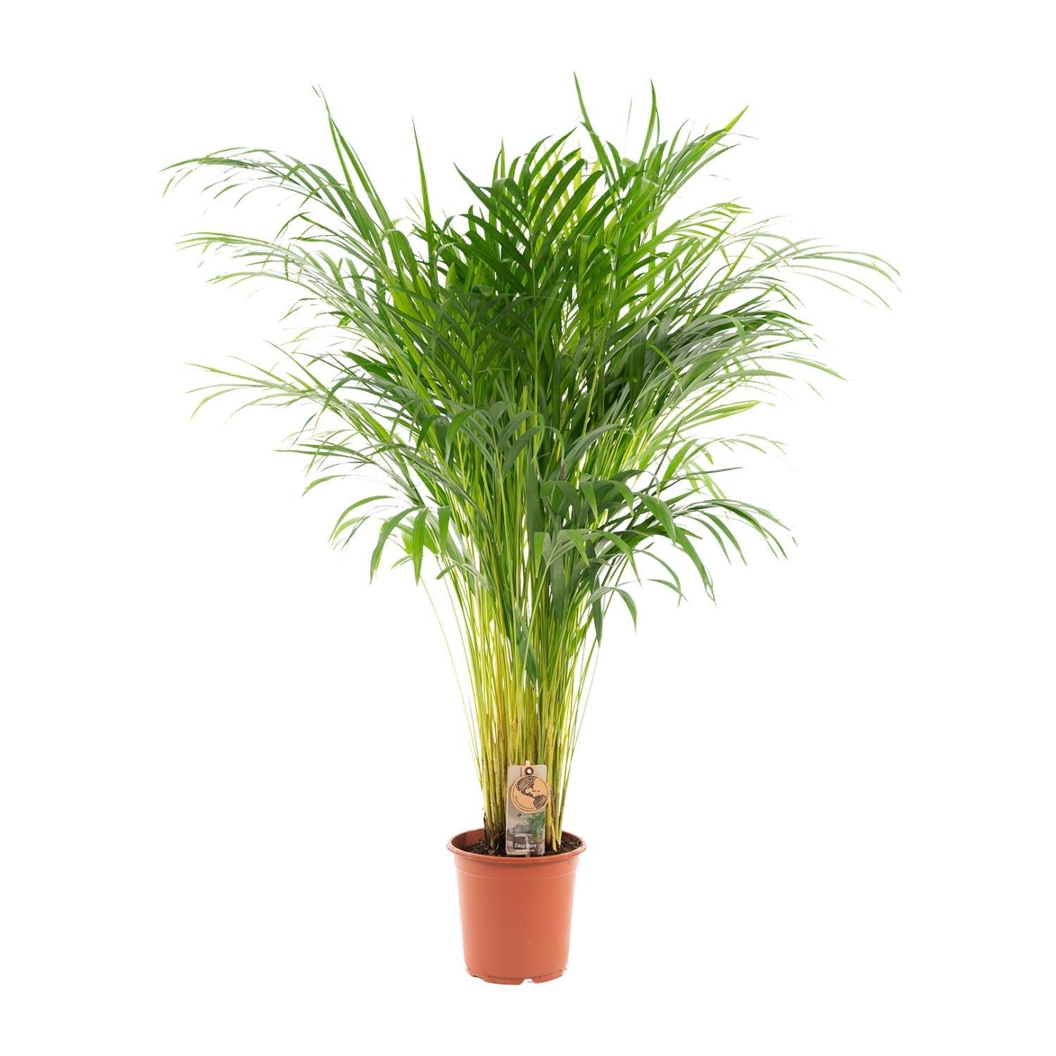 Areca palm - 110 cm - Ø21 cm | Dypsis Lutescens