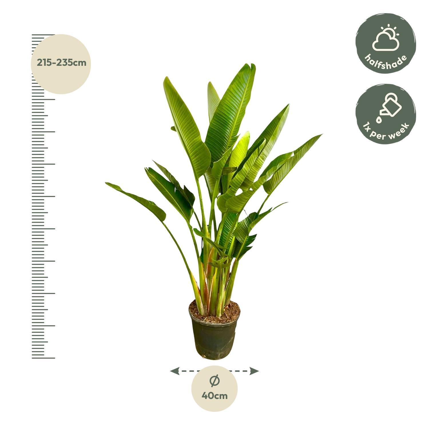 Strelitzia Augusta multi stam XXL - 225 cm - ø40 cm - Grote kamerplant