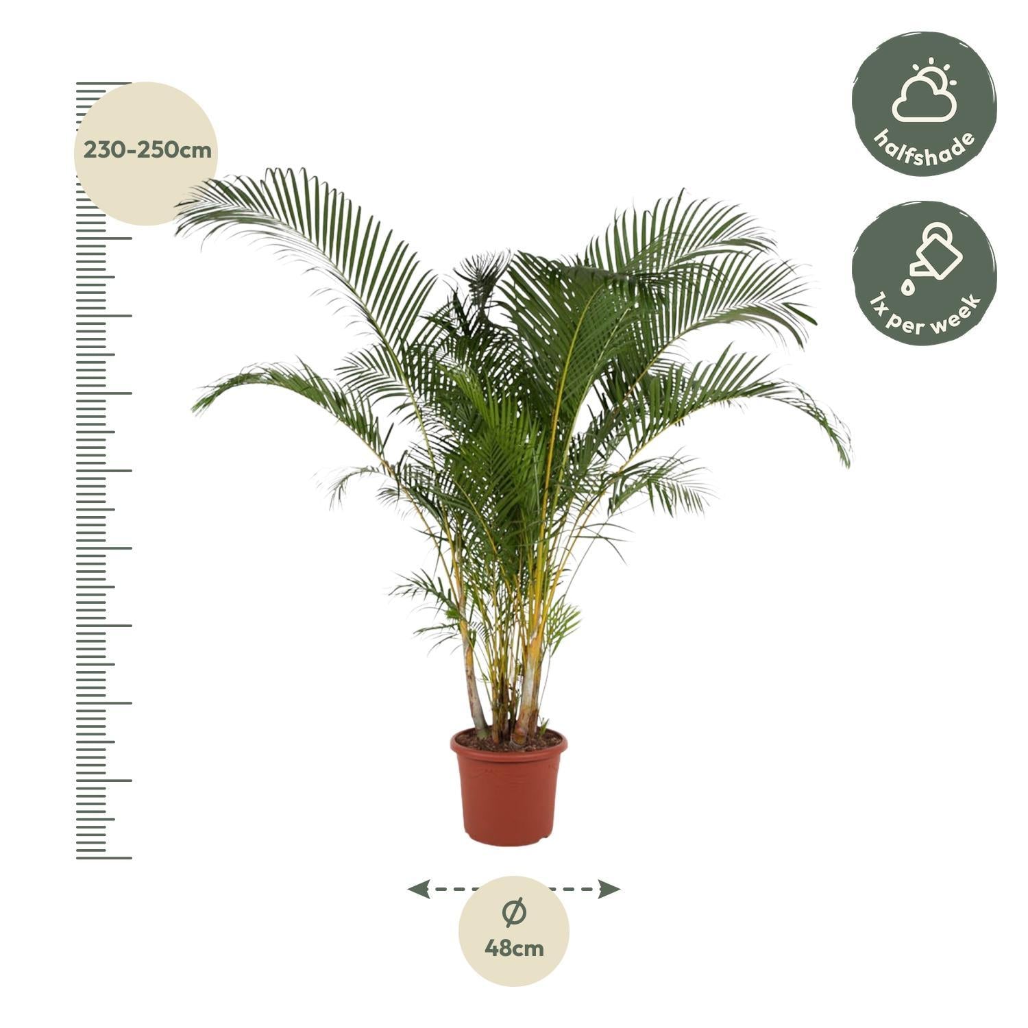 Dypsis Lutescens (Areca Palm) - 240 cm - ø48 cm - Goudpalm