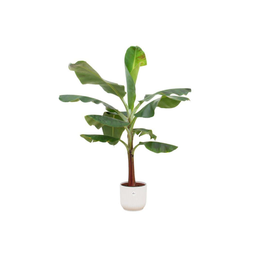 Combi deal - Bananenplant - 120 cm - Ø22 cm - in Elho Vibes Fold Round pot  | Musa