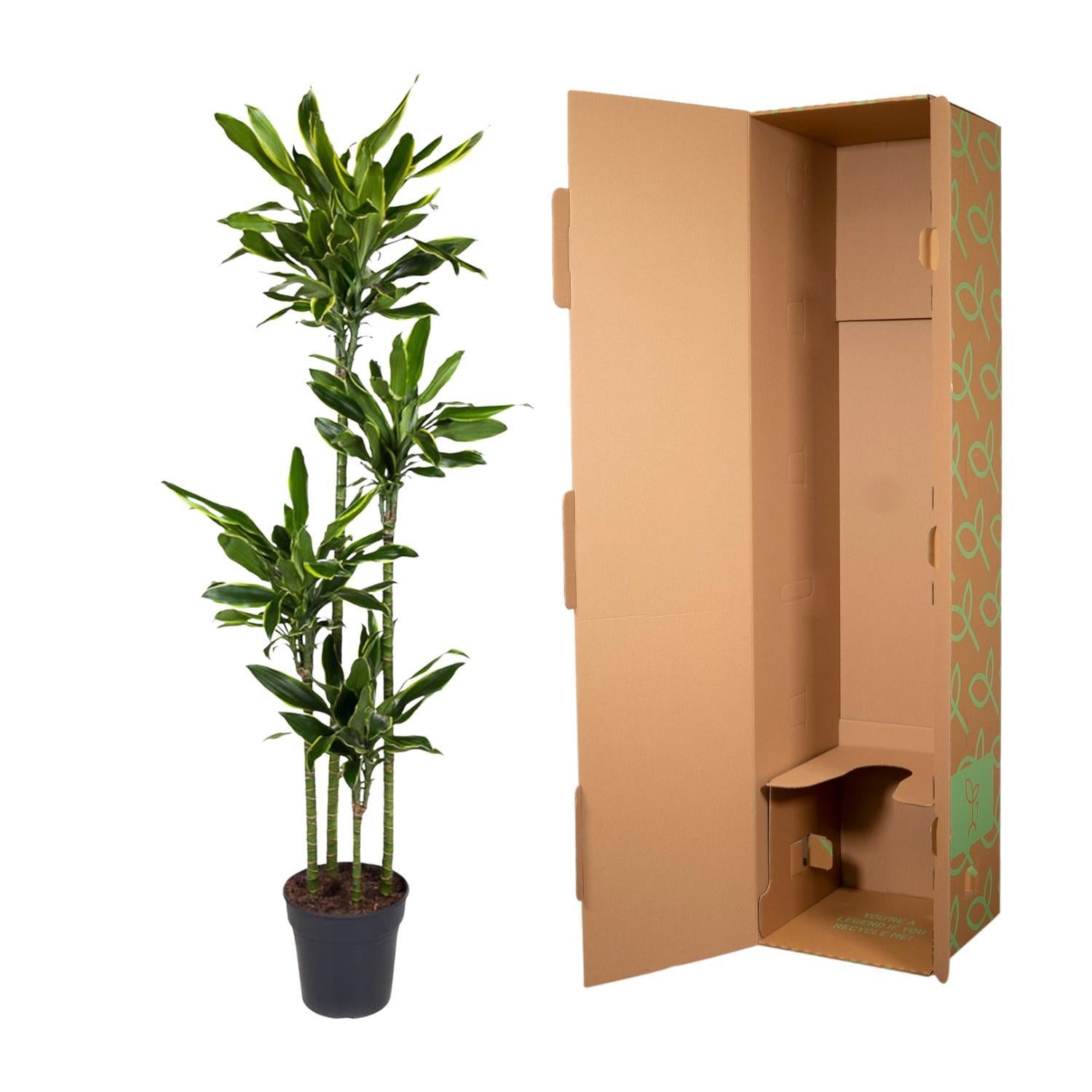 Dracaena Golden Coast 170 cm - ø27 cm | Dracaena - Grote kamerplanten