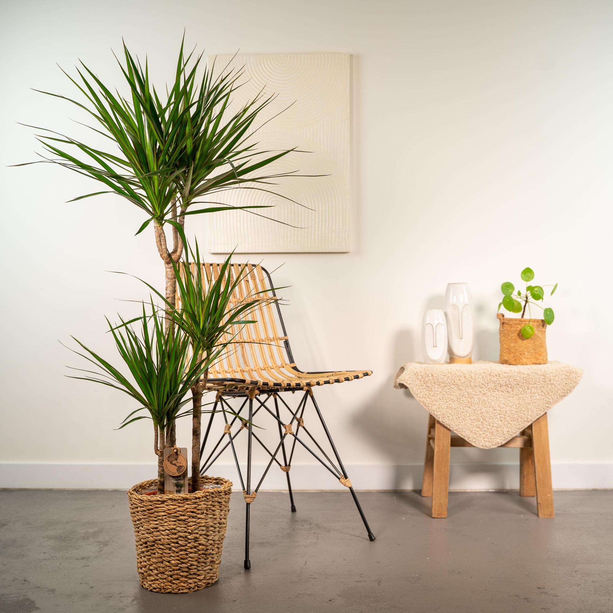 Dracaena Marginata met mand of pot - 120cm - Ø21cm | Dracaena