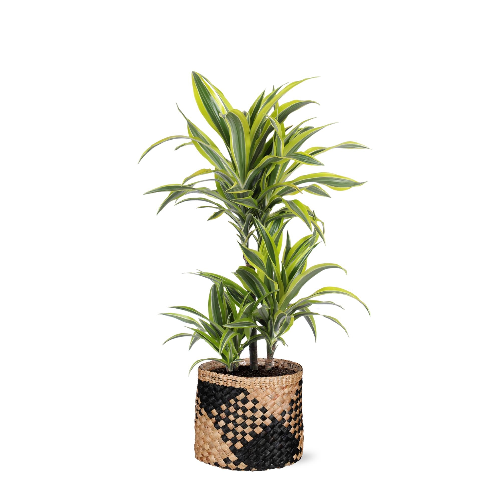 Dracaena Lemon Lime - 65 cm - Ø21 cm - in Albury Black print mand | Dracaena