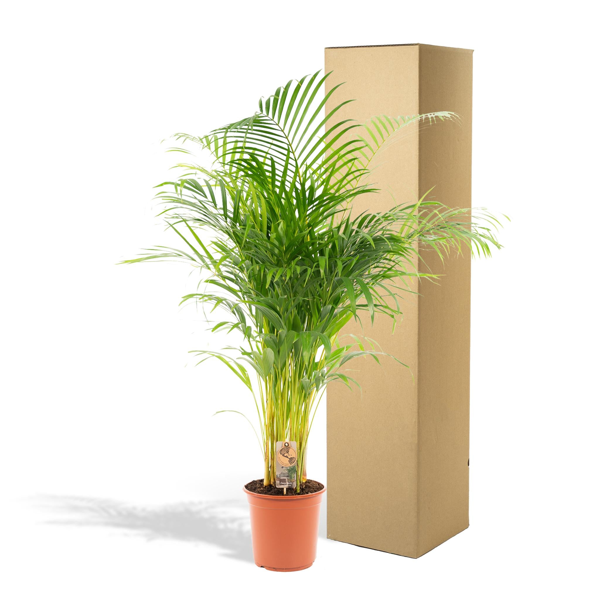 Areca palm - 130 cm - Ø24 cm | Kamerplant