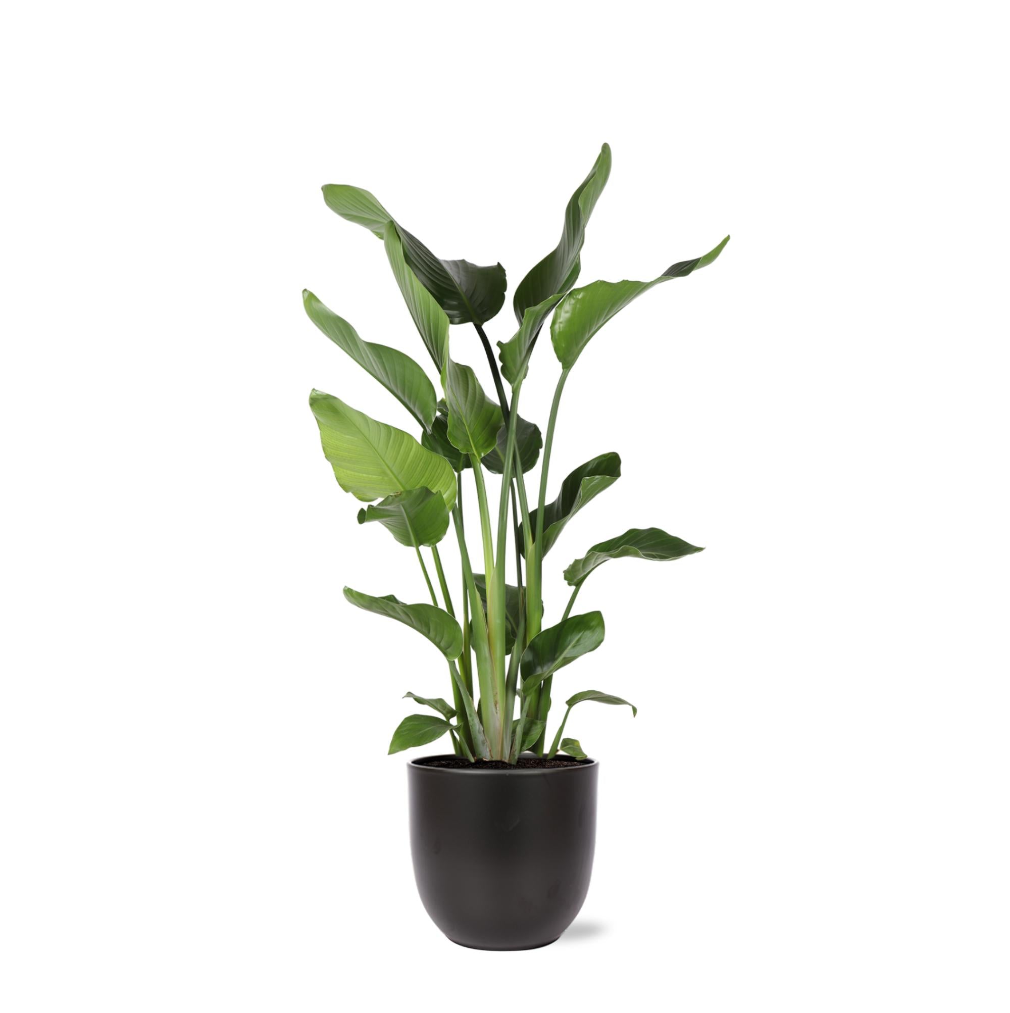 Strelitzia Nicolai - 120 cm - Ø24 cm - in Boule pot | Kamerplanten