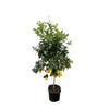 Citroenboom Citrus Lemon - 200cm - Mediterrane sfeer voor in je tuin