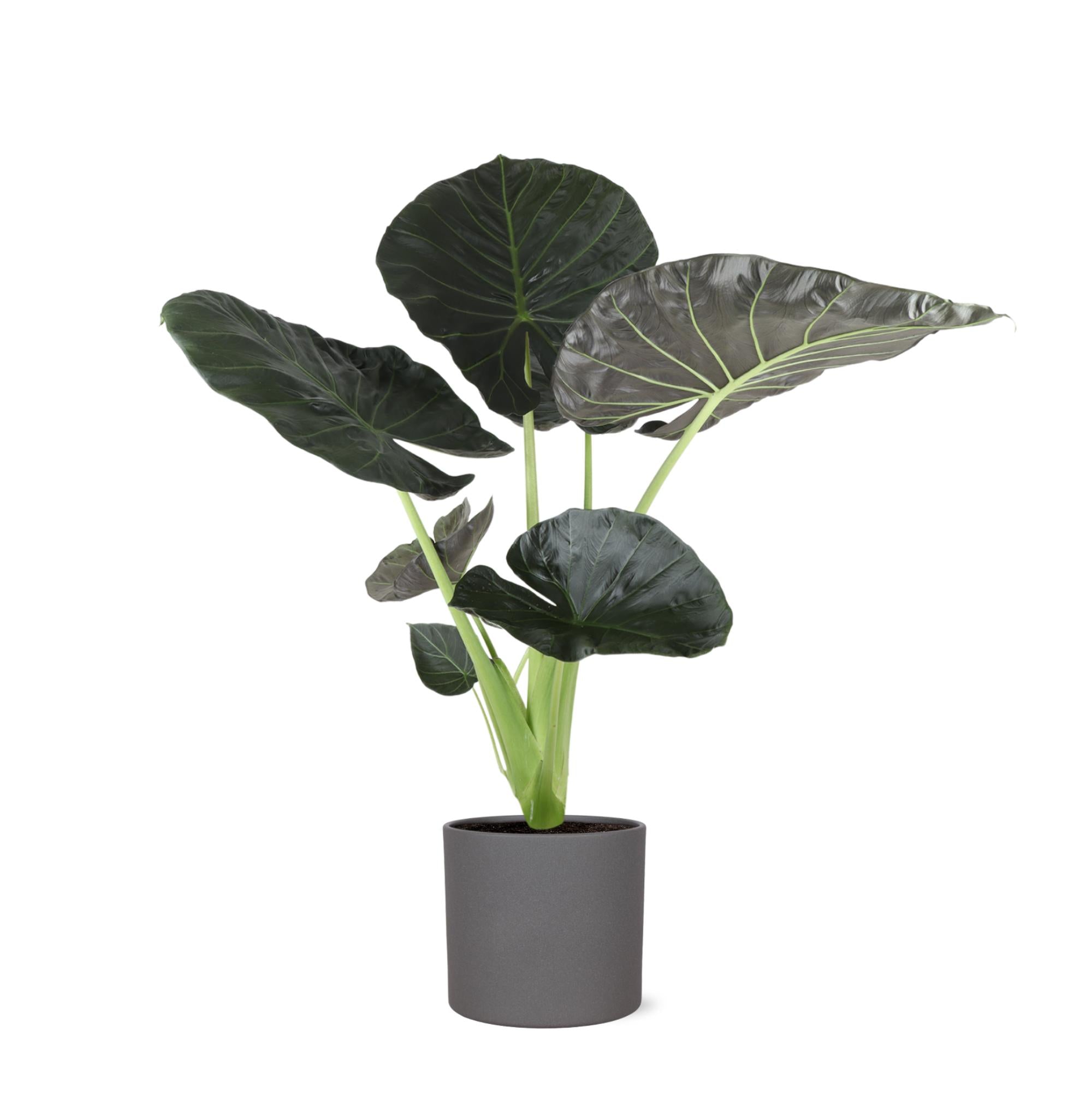 Alocasia Regal Shield - 110cm - Ø24cm - in Era pot  |  Kamerplanten