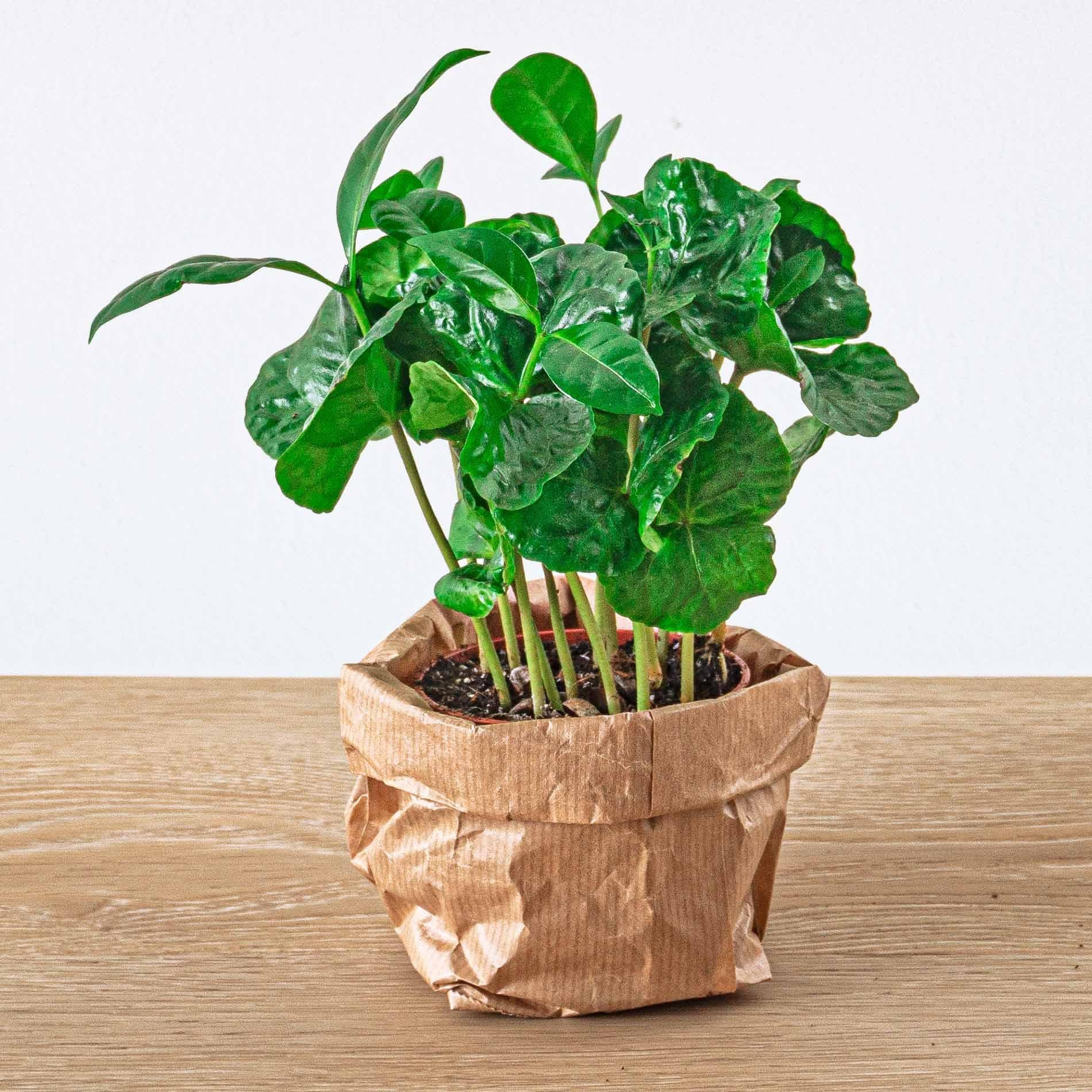 Planten Terrarium Pakket - Jungle 5 | DIY Startpakket voor jouw Mini-Ecosysteem