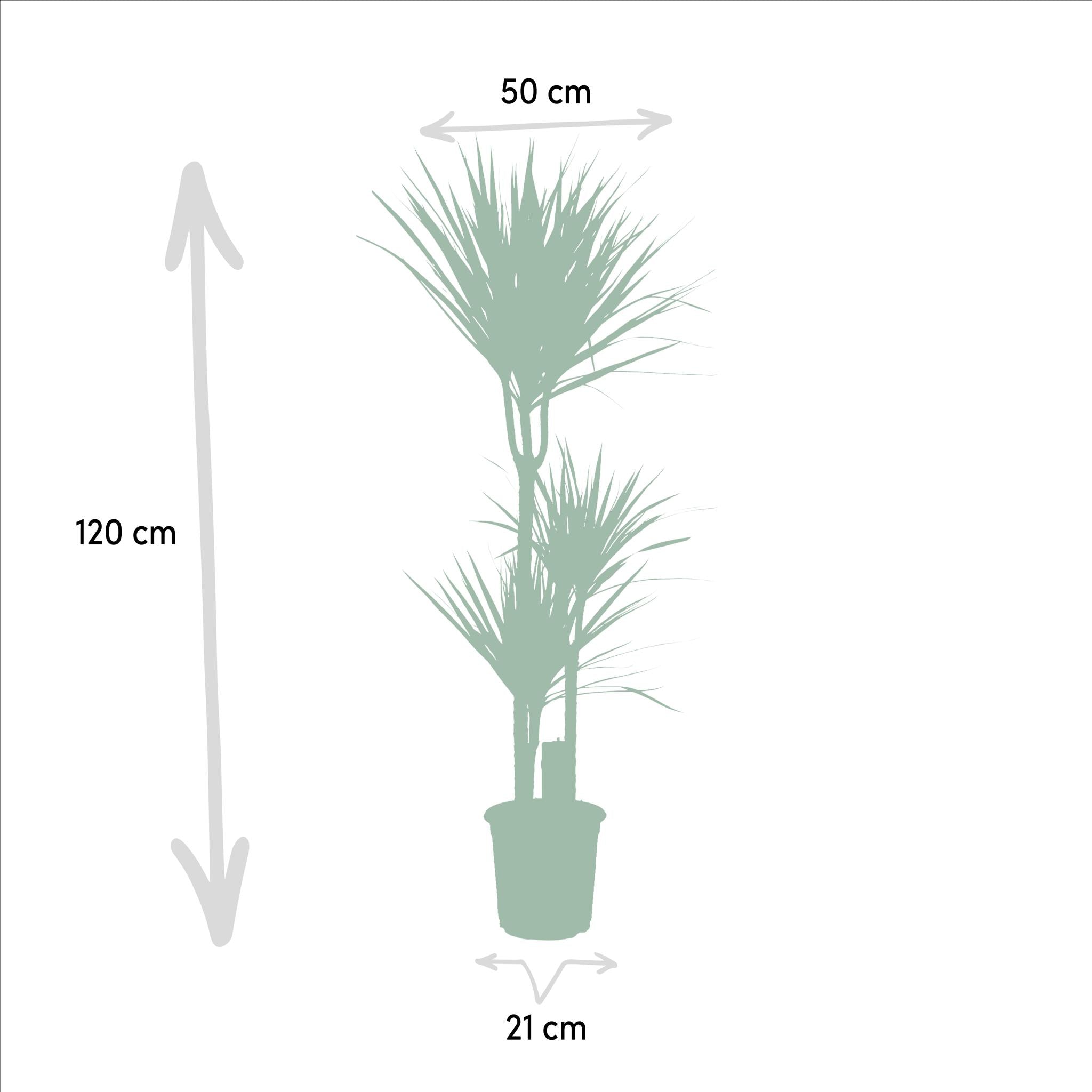 Dracaena Marginata - 120cm - Ø21cm | Draceana