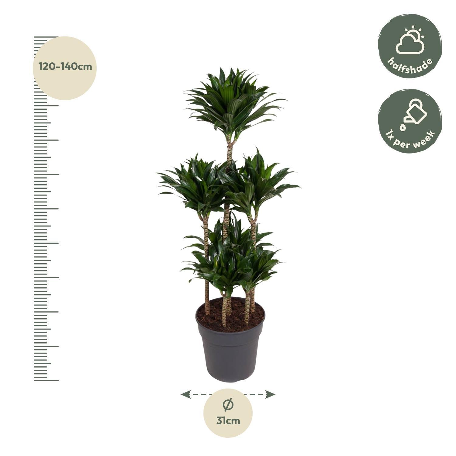 Dracaena Compacta Carrousel - 130 cm - ø31 cm | Dracaena - Kamerplanten