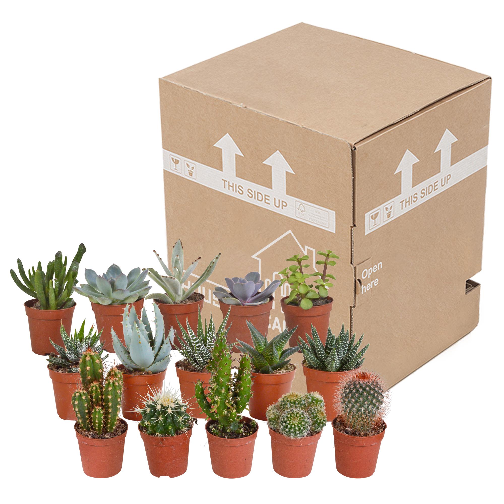 Cactus en Vetplanten Mix 5.5 cm | 15 Stuks (zonder pot)