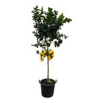 Citrus Lemon - Citroenboom - 260 cm - ø50 - Grote mediterrane boom