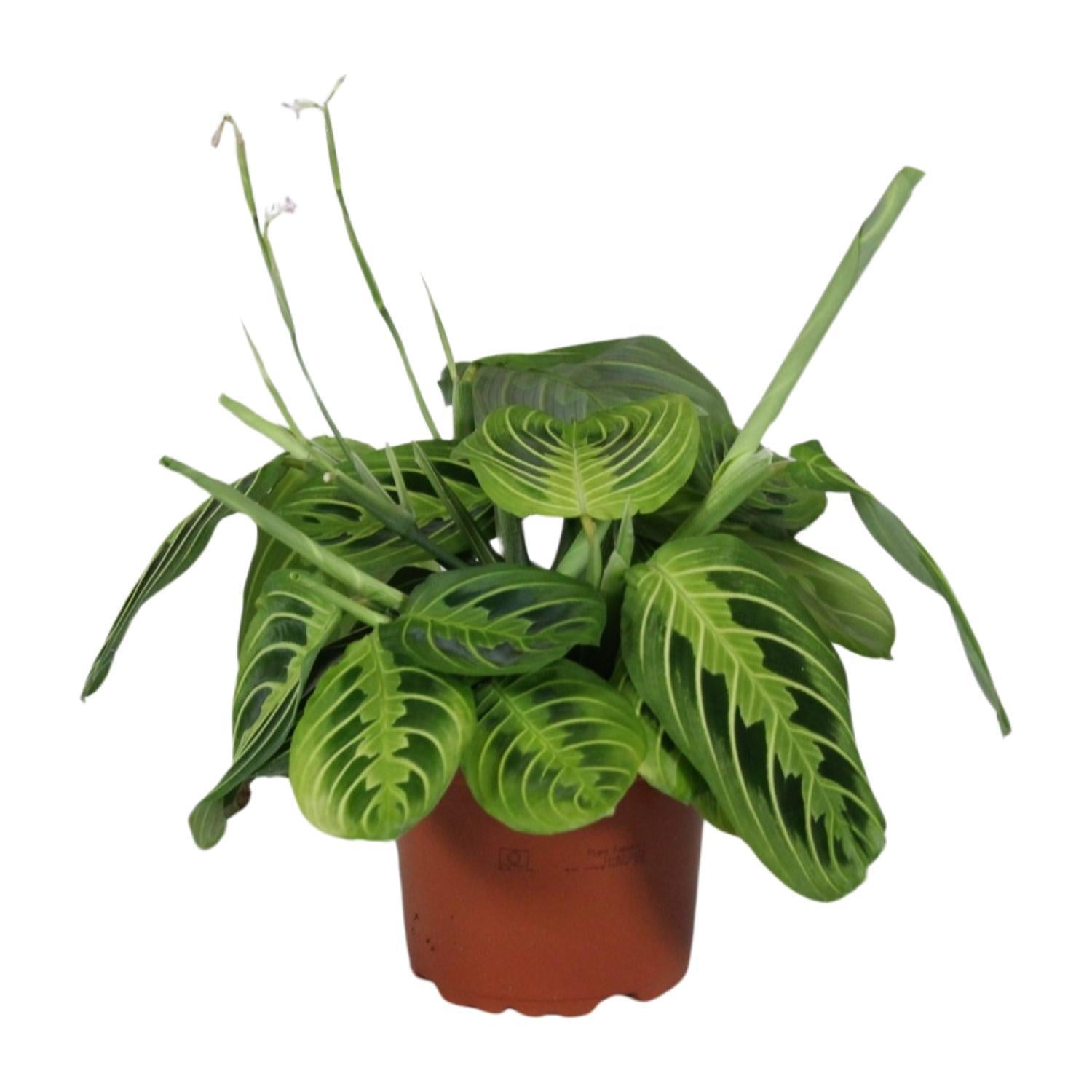 Maranta Leuconeura Fascinator Lemon Lime - 30cm - Ø12cm | Calathea