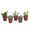 Plant & Bomenshop - Vetplanten mix - 5x - 8 cm - Ø5.5 cm - zonder pot | Succulent