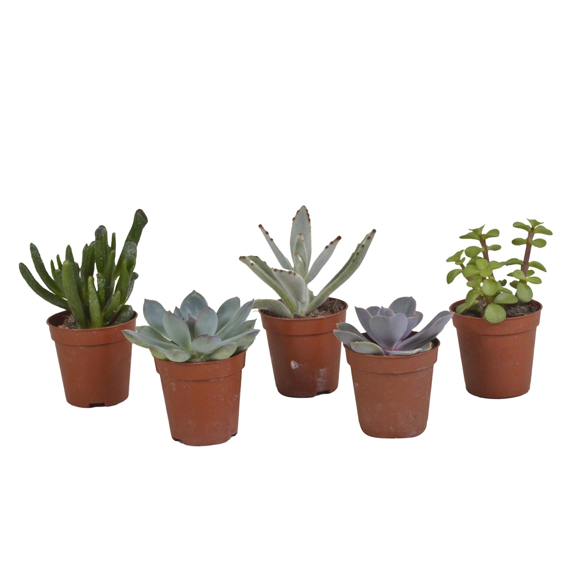 Plant & Bomenshop - Vetplanten mix - 5x - 8 cm - Ø5.5 cm - zonder pot | Succulent