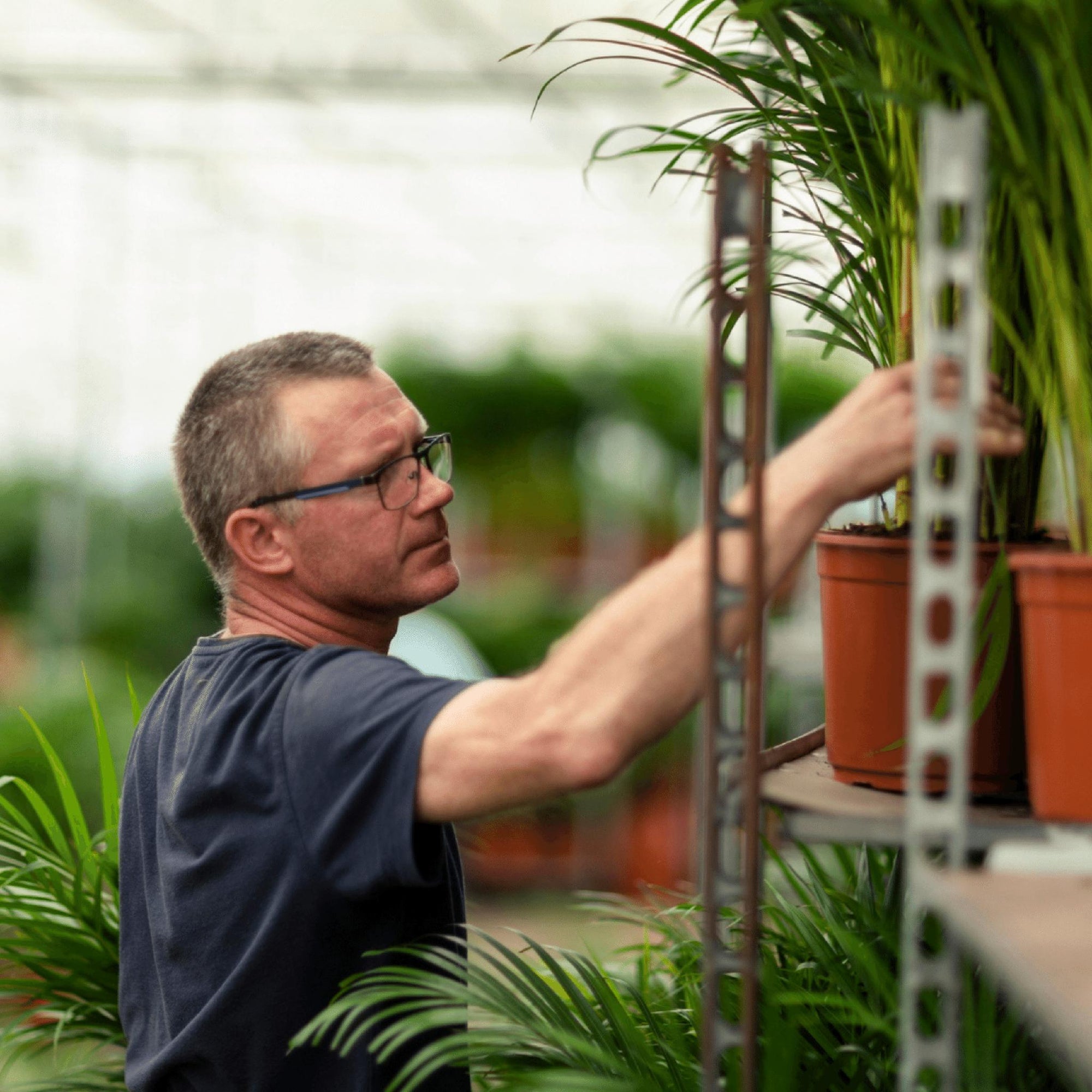 Areca palm - 85 cm - Ø19 cm | Kamerplant