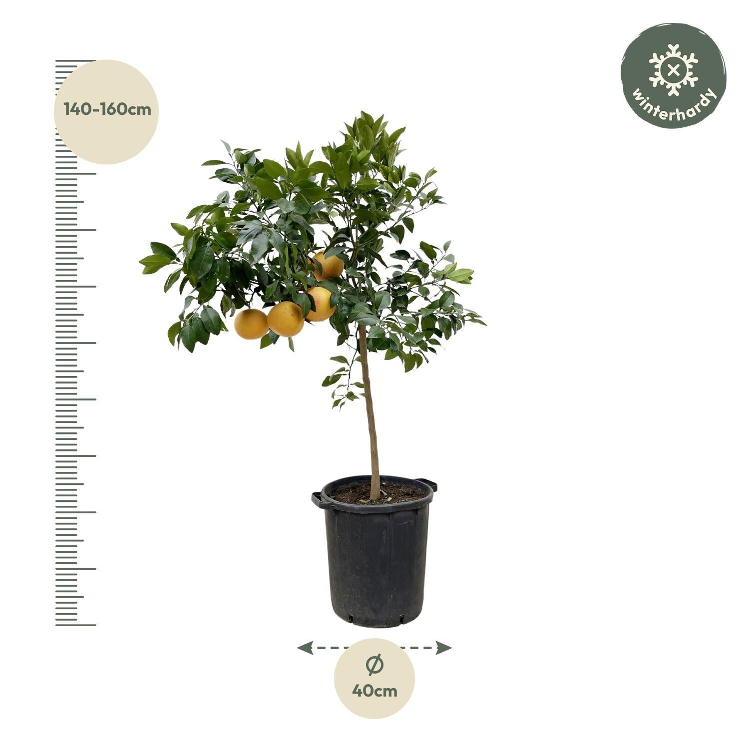 Citrus Pompelmo – 150 cm – ø40 cm – Exotische citrusplant voor binnen en buiten