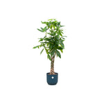 Pachira Aquatica - 160 cm - Ø30 cm - in Elho Vibes Fold Round  | Kamerplant