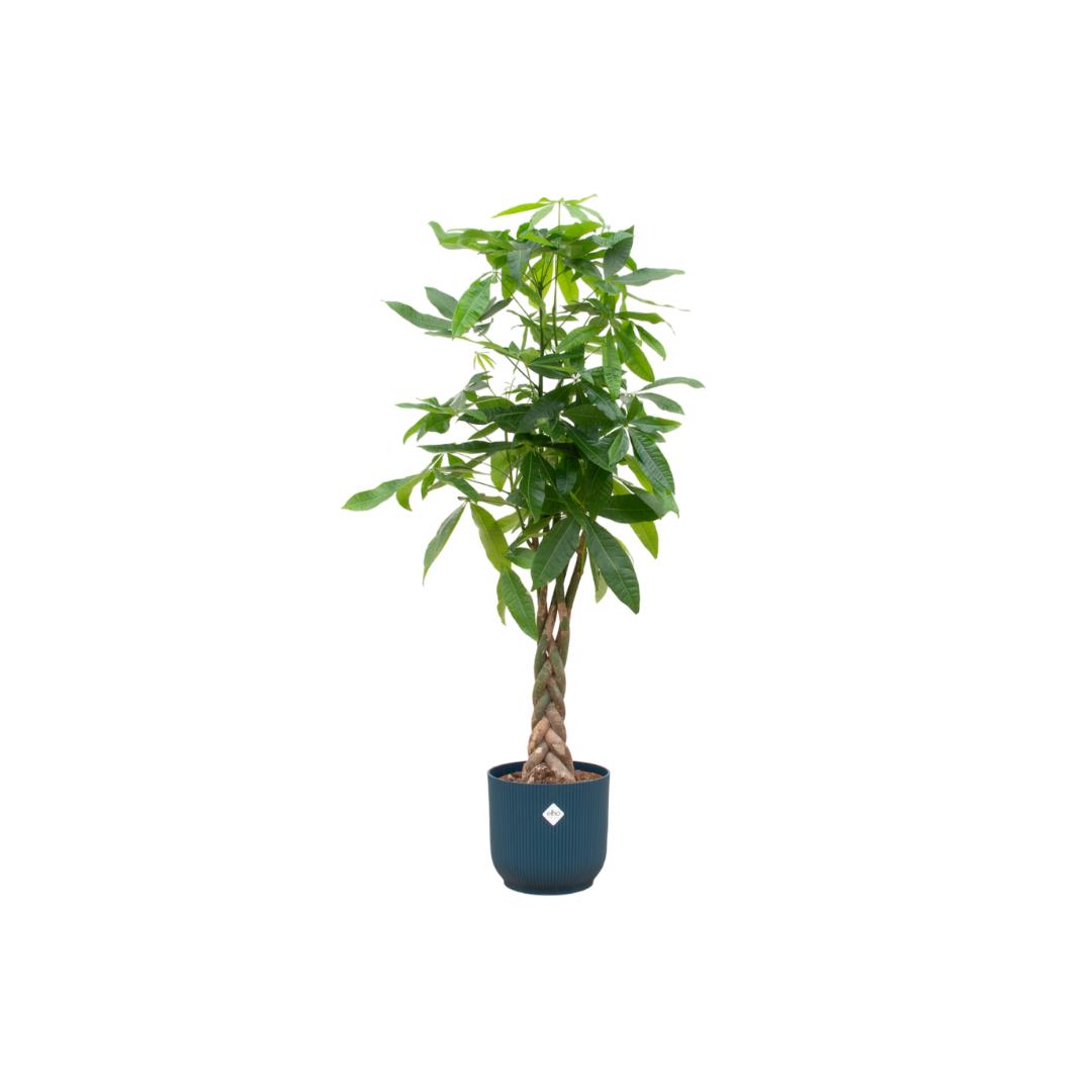 Pachira Aquatica - 160 cm - Ø30 cm - in Elho Vibes Fold Round  | Kamerplant