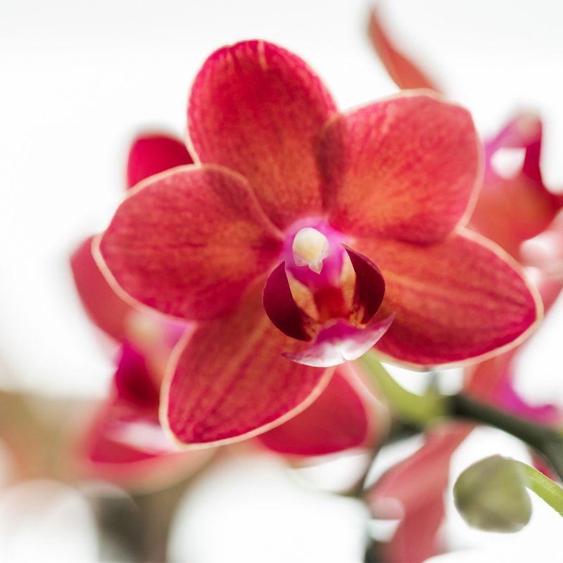 Orchidee | Rode Phalaenopsis orchidee - Congo + Diabolo travertine - potmaat Ø9cm