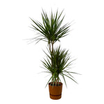 Dracaena Marginata - 120 cm - Ø21 cm in Elho Greenville Round pot | Dracaena