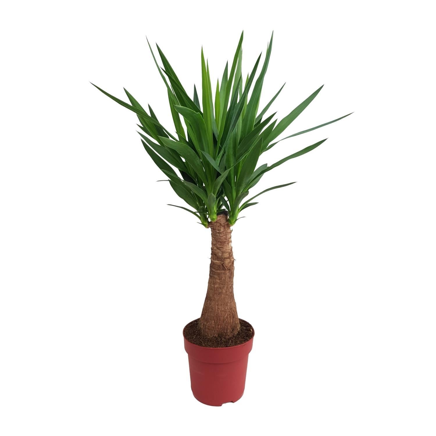 Yucca "Maya Tree" - 100 cm - Ø21 cm | Yucca