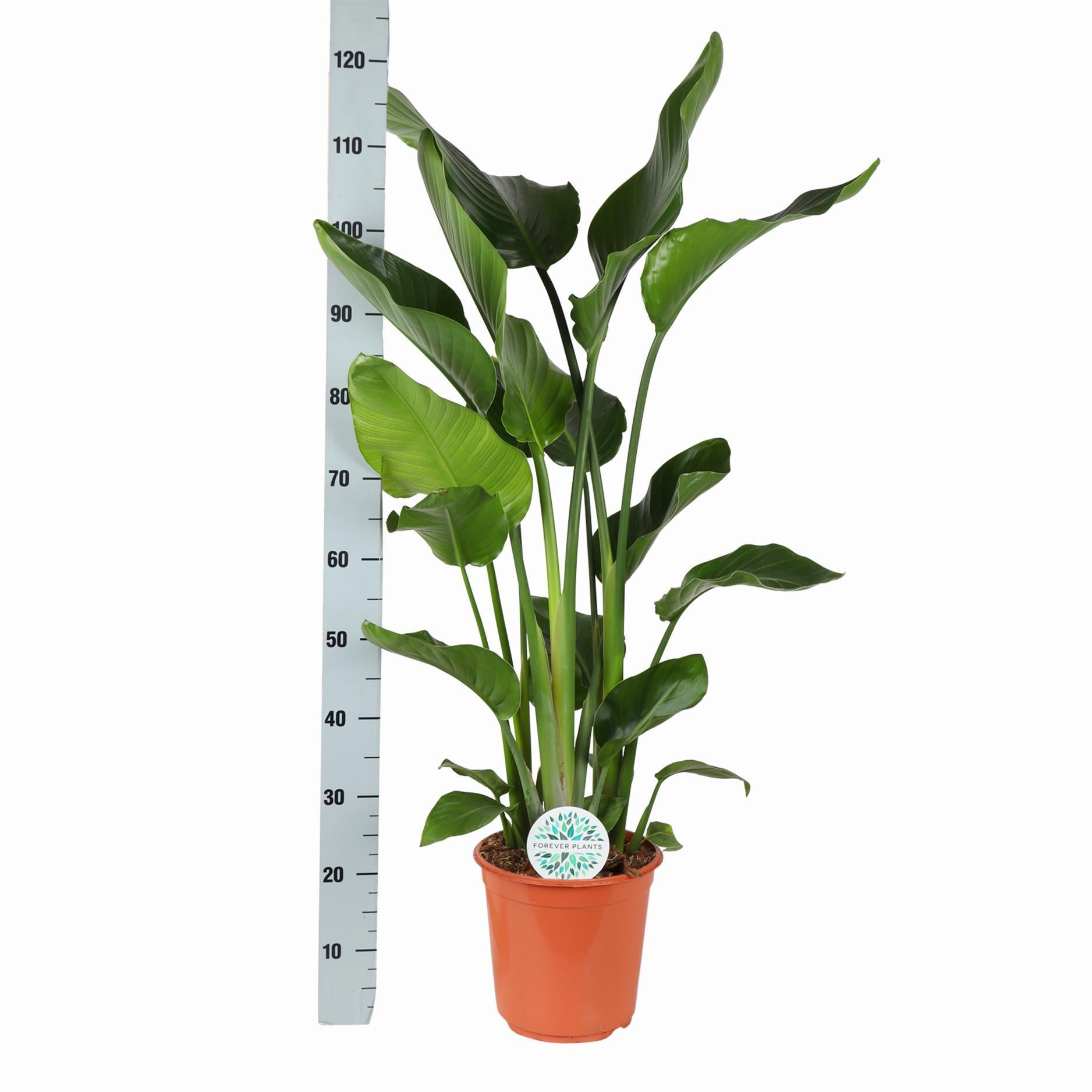 Strelitzia Nicolai - 120 cm - Ø24 cm - in Boule pot | Kamerplanten