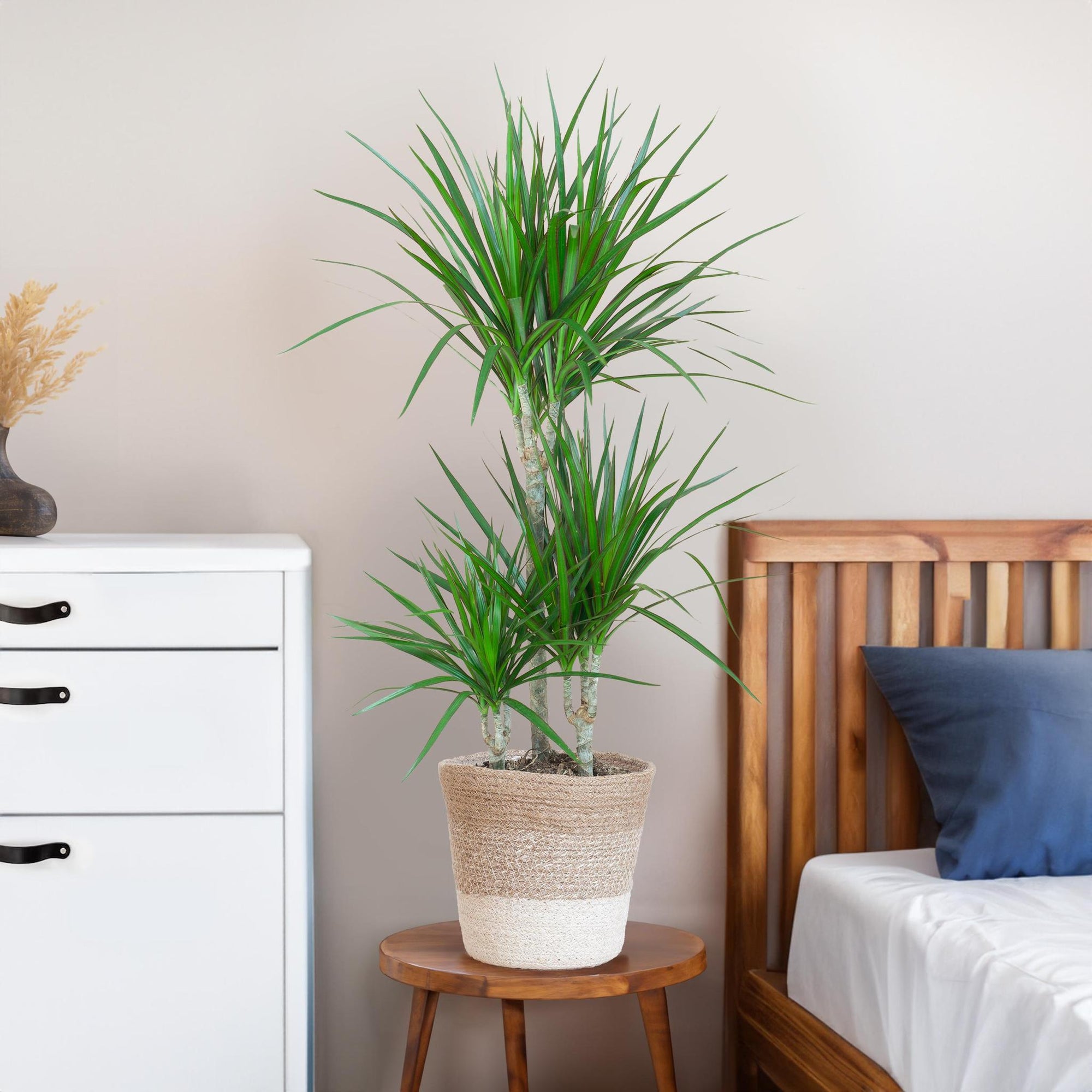 Dracaena Marginata met Lissabon mand - 95 cm - Ø21 cm | Dracaena - Kamerplanten