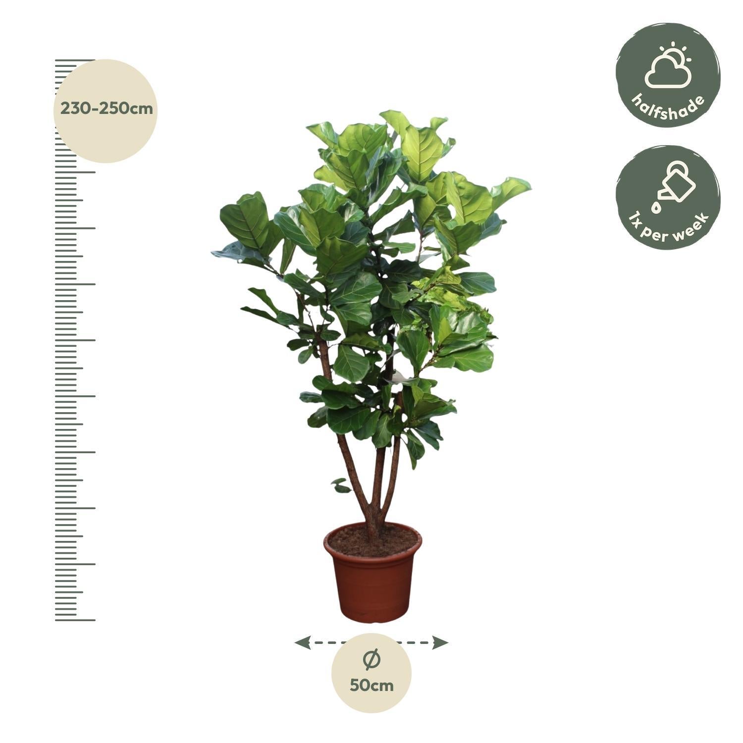 Ficus Lyrata vertakt - 240 cm - ø50 cm- Grote Kamerplant