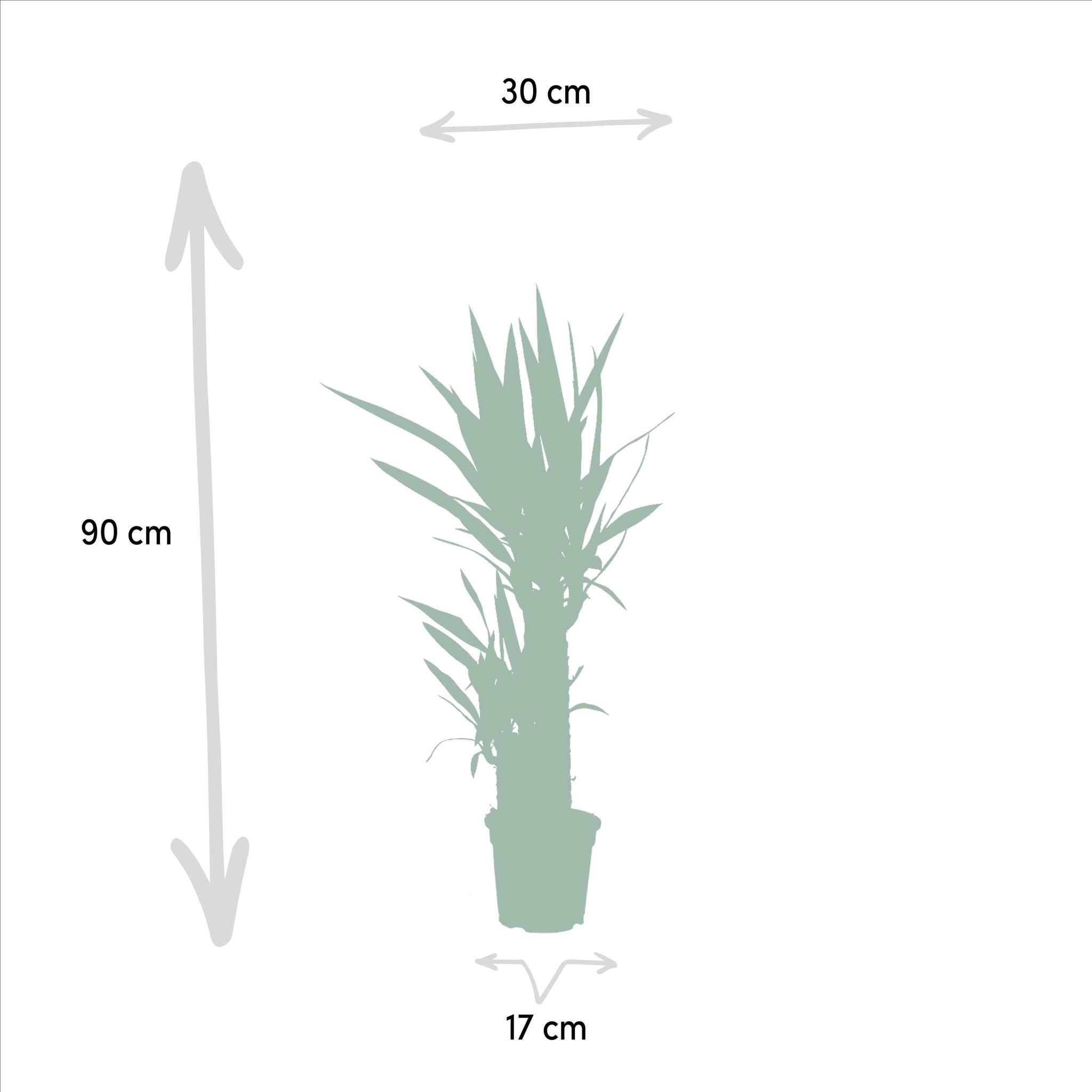 Yucca Elephantipes - 90cm - Ø17cm | Yucca