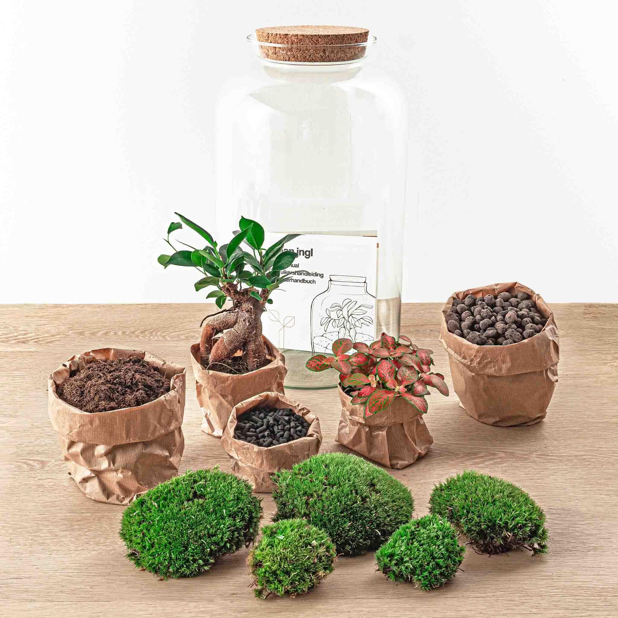 DIY Terrarium - Sven Bonsai - 43 cm | Zelfvoorzienend Groen Kunstwerk