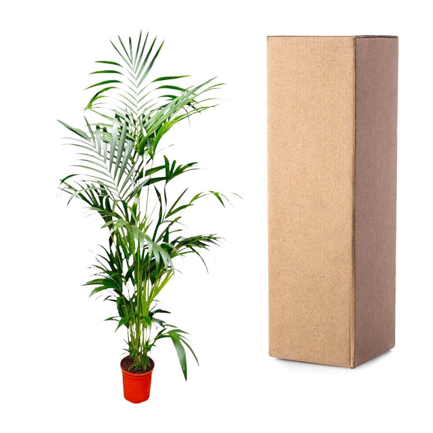 Kentia Palm - 200 cm - ø24 cm - Grote kamerplant