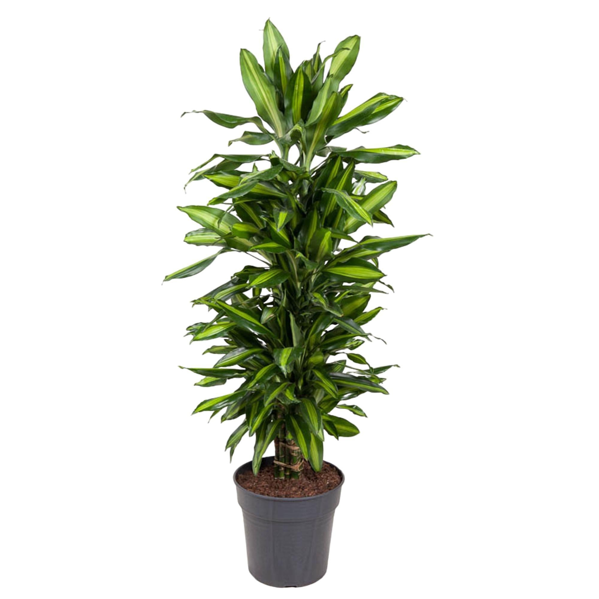 Dracaena Cintho vertakt - 120 cm - ø27 cm | Dracaena - Kamerplanten