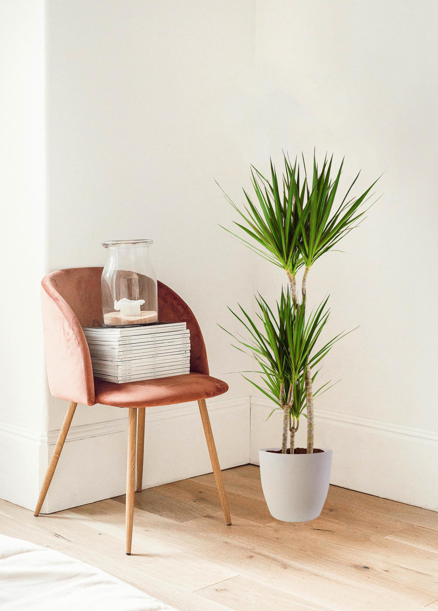 Dracaena Marginata met Viber wit - 95 cm - Ø21 cm | Dracaena - Kamerplanten