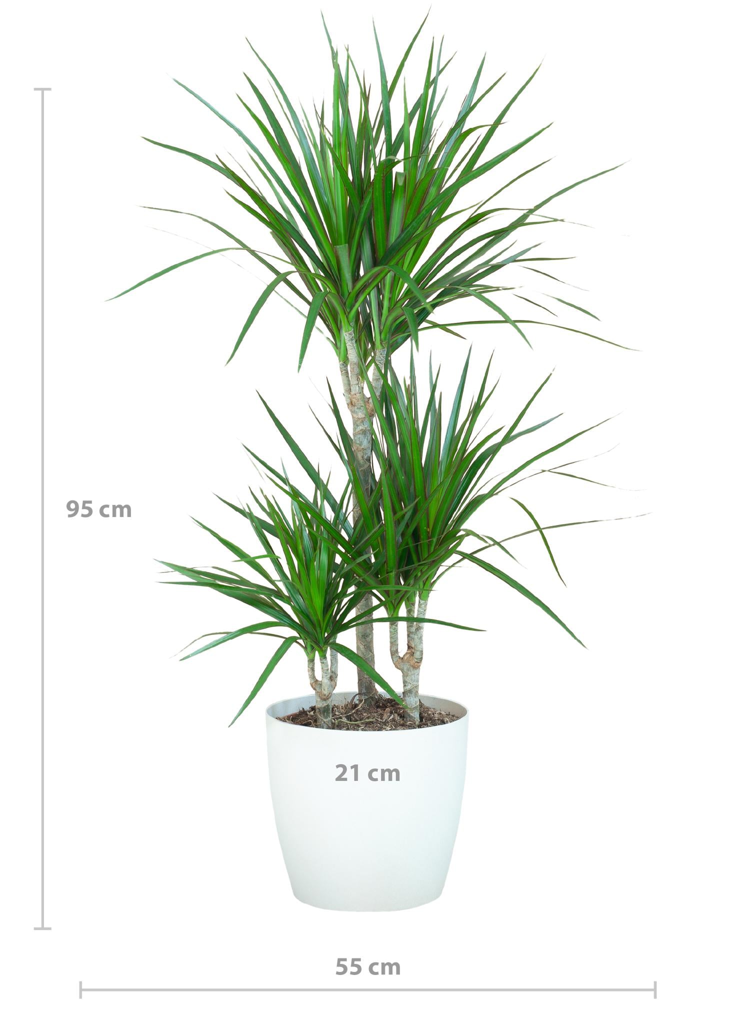 Dracaena Marginata met Viber wit - 95 cm - Ø21 cm | Dracaena - Kamerplanten