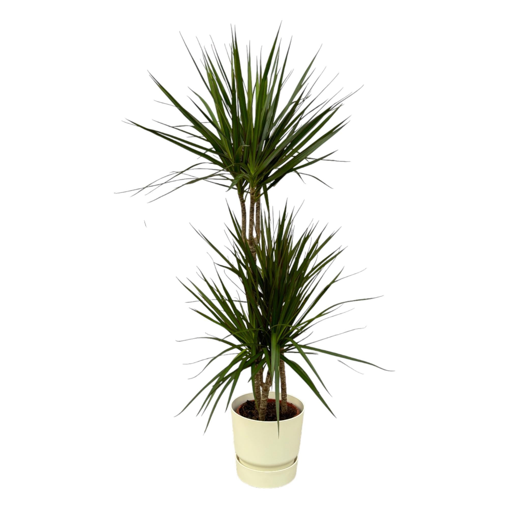 Dracaena Marginata - 120 cm - Ø21 cm in Elho Greenville Round pot | Dracaena