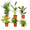 Verrassingsbox 25cm - Ø12cm | Set van 6 Kamerplanten