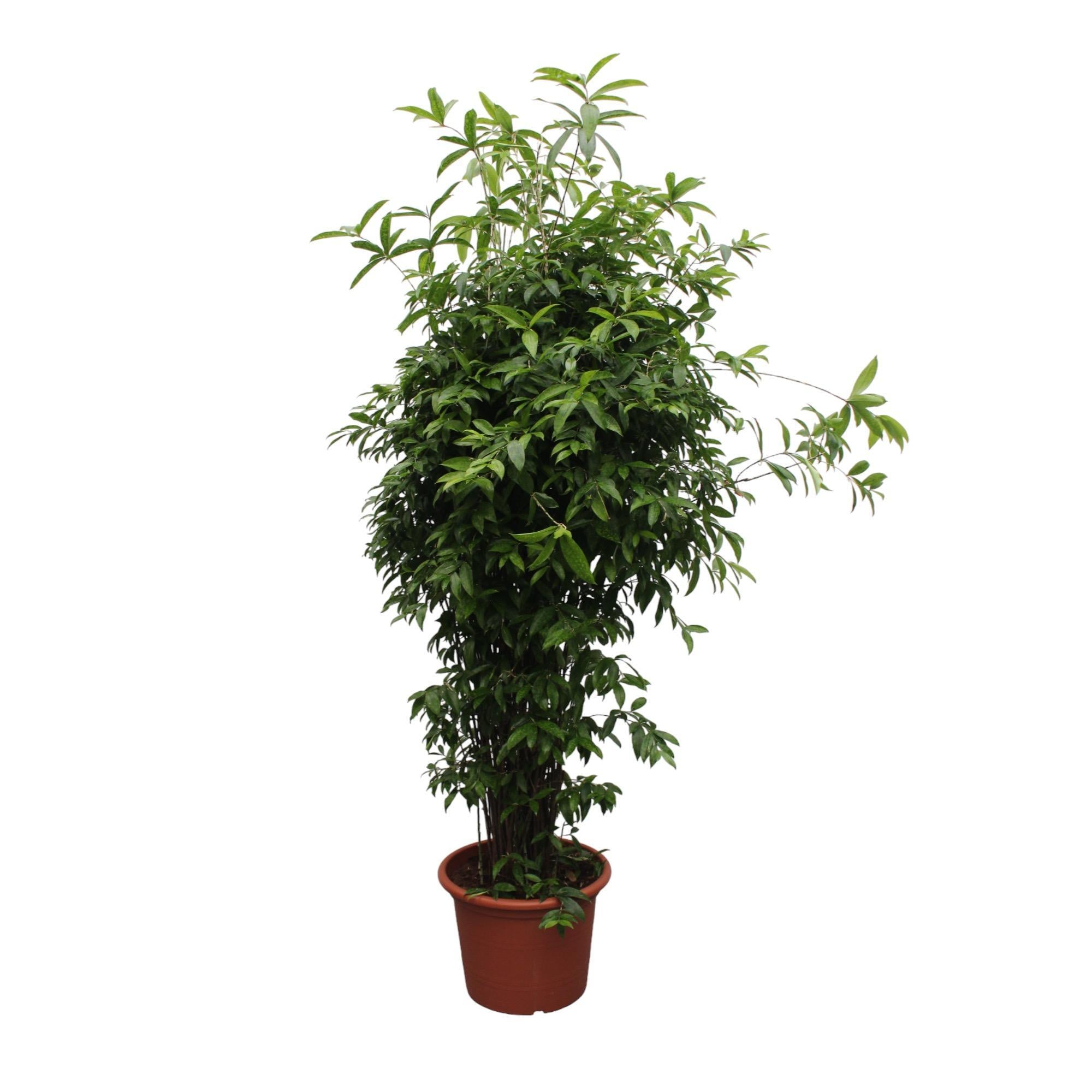 Dracaena Surculosa – 300 cm – ø60 cm | Dracaena - Grote Kamerplanten