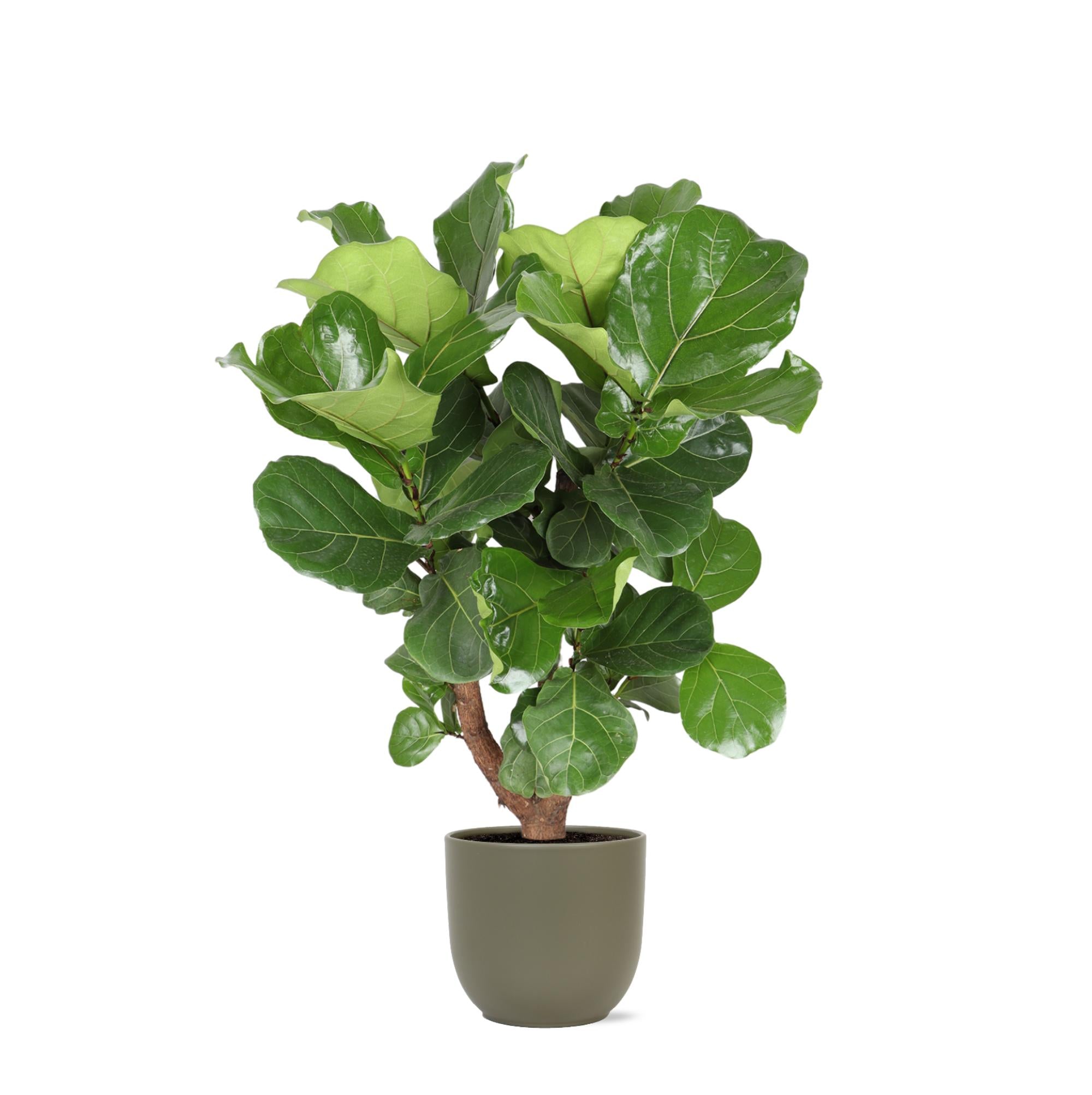 Ficus Lyrata (vertakt) - 110 cm - Ø24 cm in Boule pot | Ficus - Kamerplant