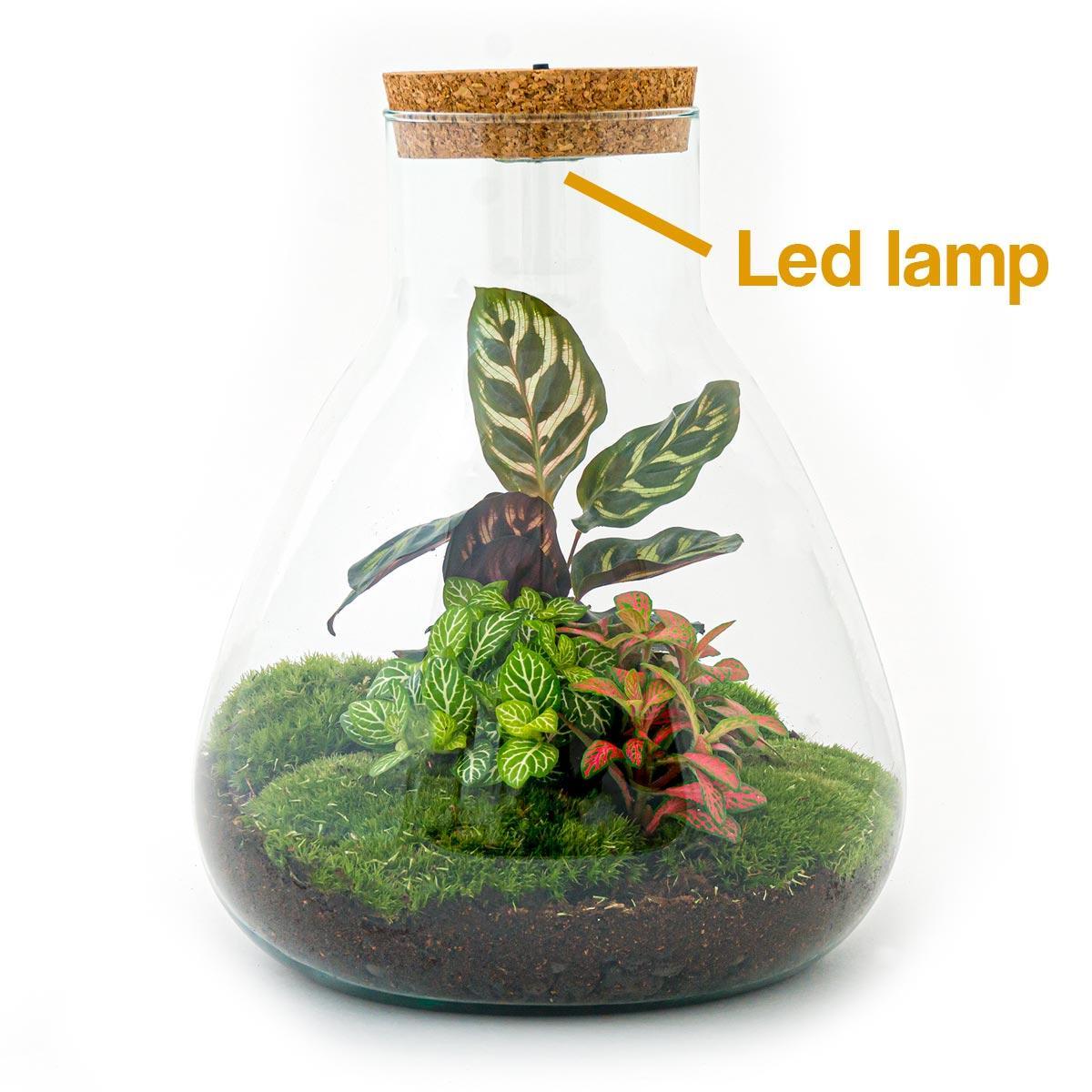 Plant terrarium - Sam Calathea met licht - ↕ 30 cm | Planten terrarium