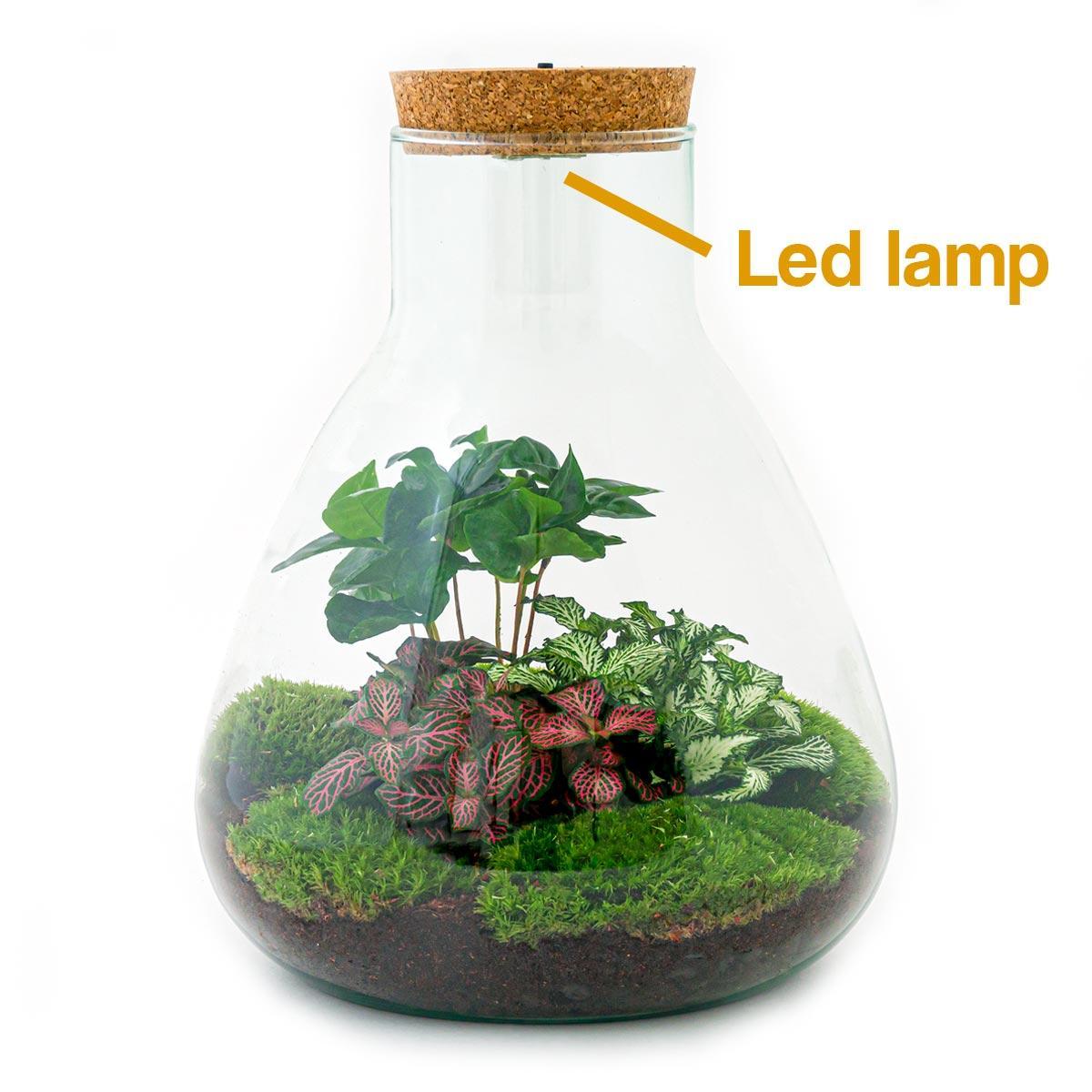 Plant terrarium - Sam Coffea met licht - ↕ 30 cm | Planten terrarium