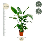 Strelitzia Nicolai - 150 en 170 cm - ⌀21 cm | Grote Kamerplant