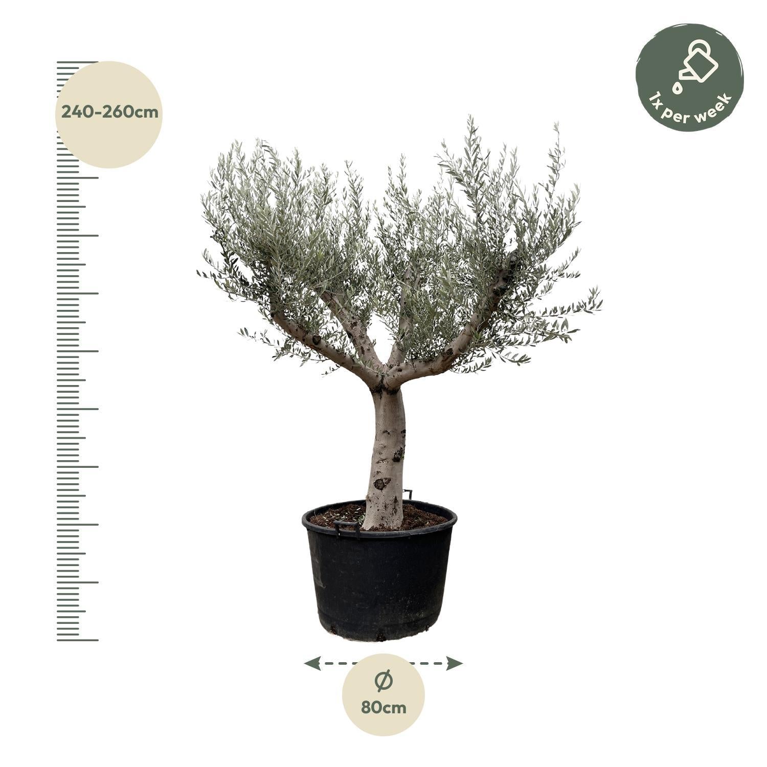 Olea Europaea Cultivo - 250cm - Ø80 - Majestueuze Mediterrane Boom