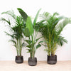 Combi deal - Kentia 200 cm, Strelitzia Nicolai 225 cm, Areca 200 cm