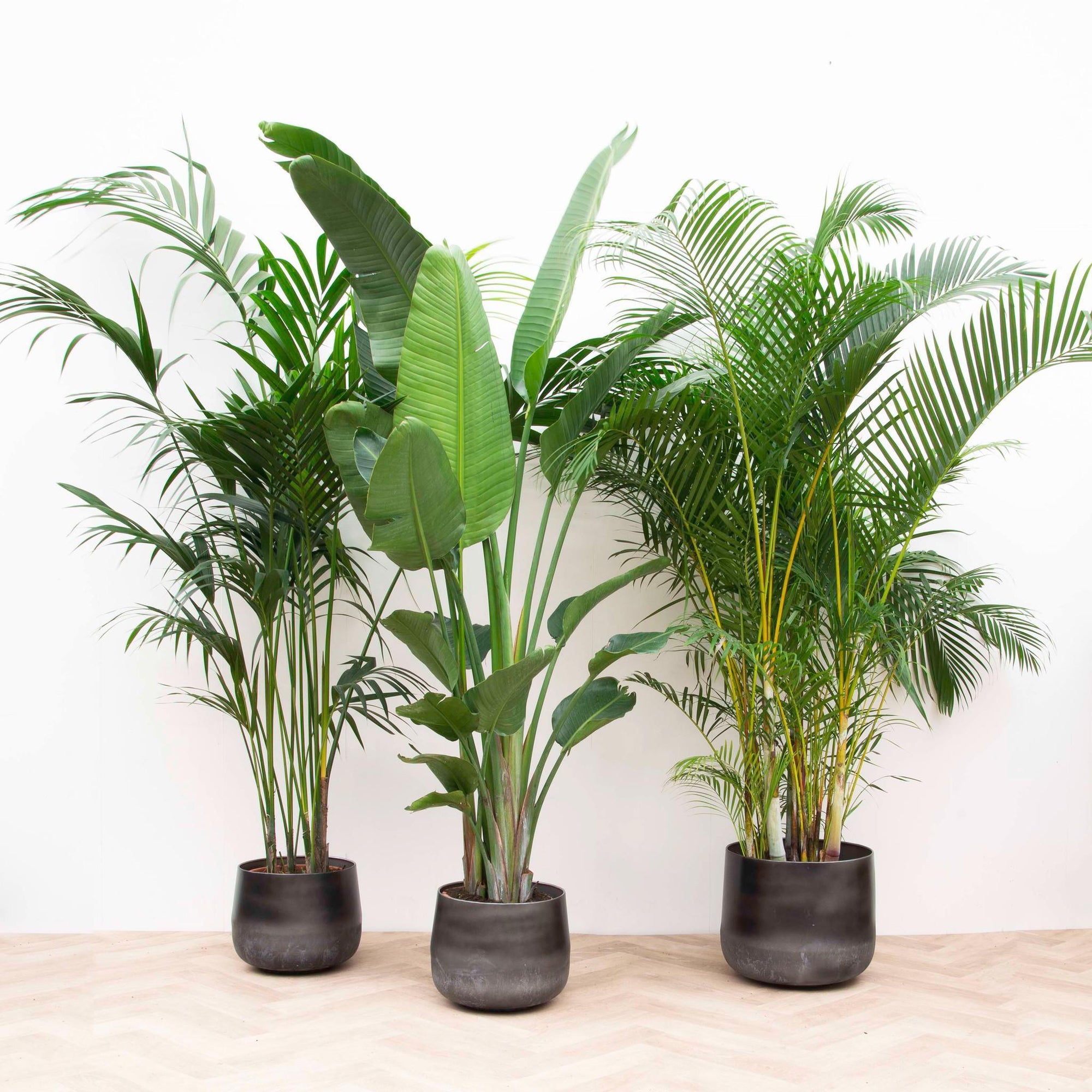 Combi deal - Kentia 200 cm, Strelitzia Nicolai 225 cm, Areca 200 cm