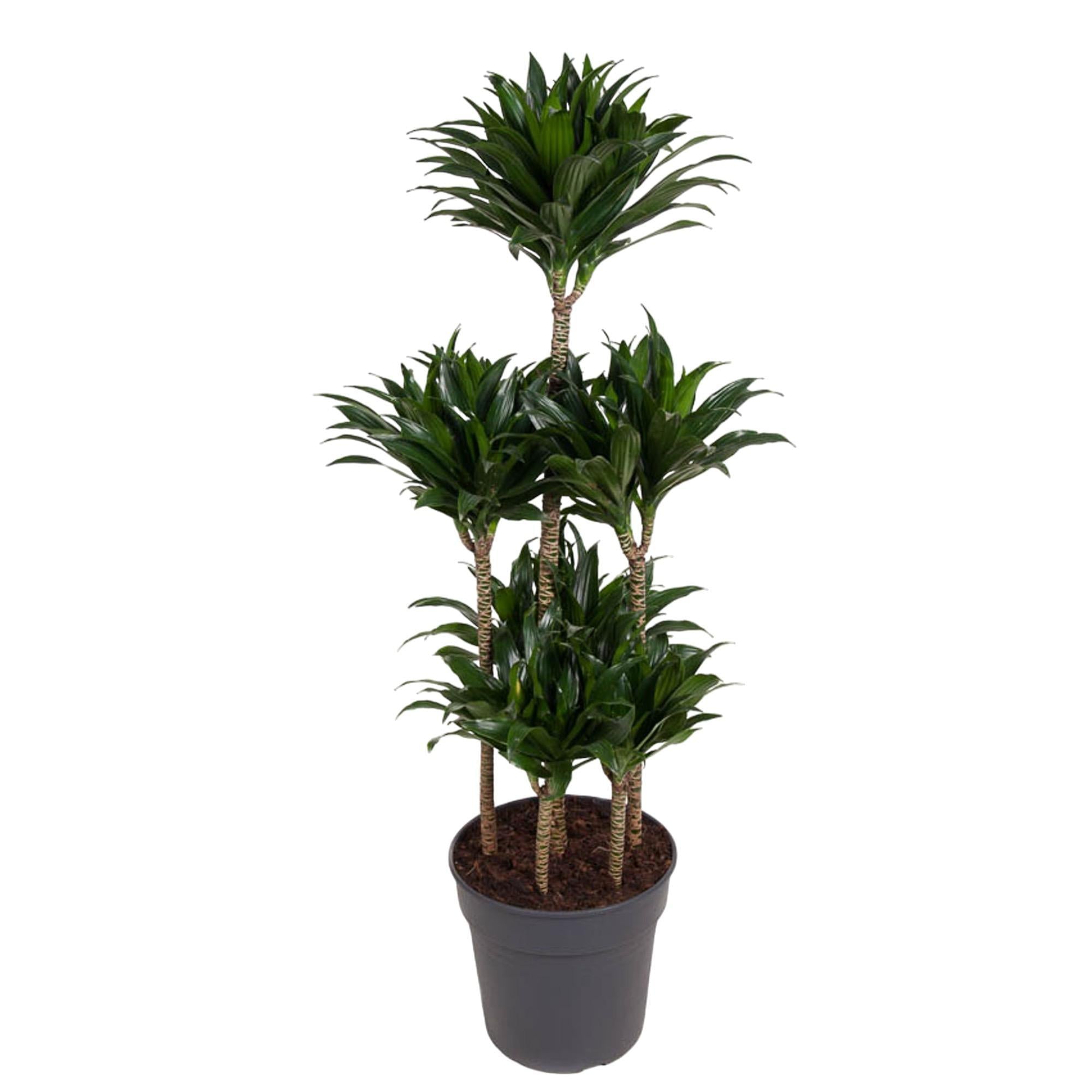 Dracaena Compacta Carrousel - 130 cm - ø31 cm | Dracaena - Kamerplanten